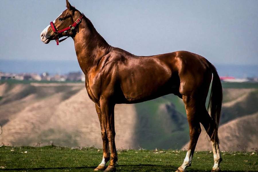 اسب ترکمن یلقوش موجب کوری کودکی شد